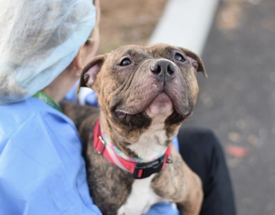 MyBoxerLuvMac1's tweet image. 💔Kali💔
#NYCACC #213203 5y
▪️To Be Killed: 1/14💉 

Precious sweetie's reprieve is up, relisted 2 be killed!
Loveable, unique, darling girl has medical issues.
Loves attn + has so much love 2 give.
Needs NE #Foster, 4 2 heal+ blossom.

DM @notthesameone2
Pls #pledge4resQ
💞Kali