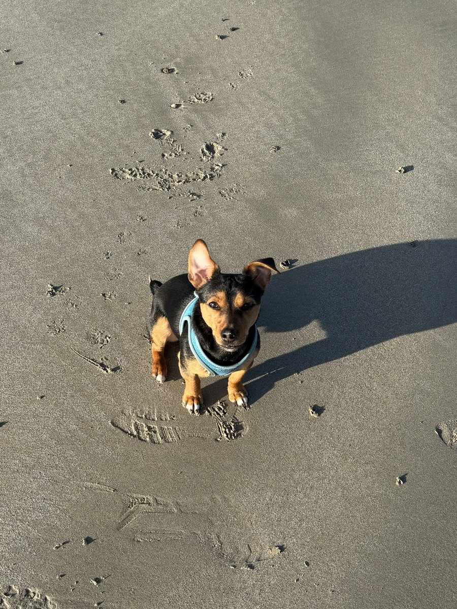 OllieGoddardGsy's tweet photo. Monty on the beach!
(Have to look for him on pic three!)
#AlphabetChallenge #WeekBforB https://t.co/ZiSgAoM4Ze