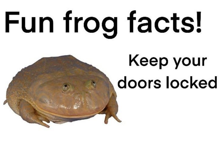 No Context Frogs tweet media