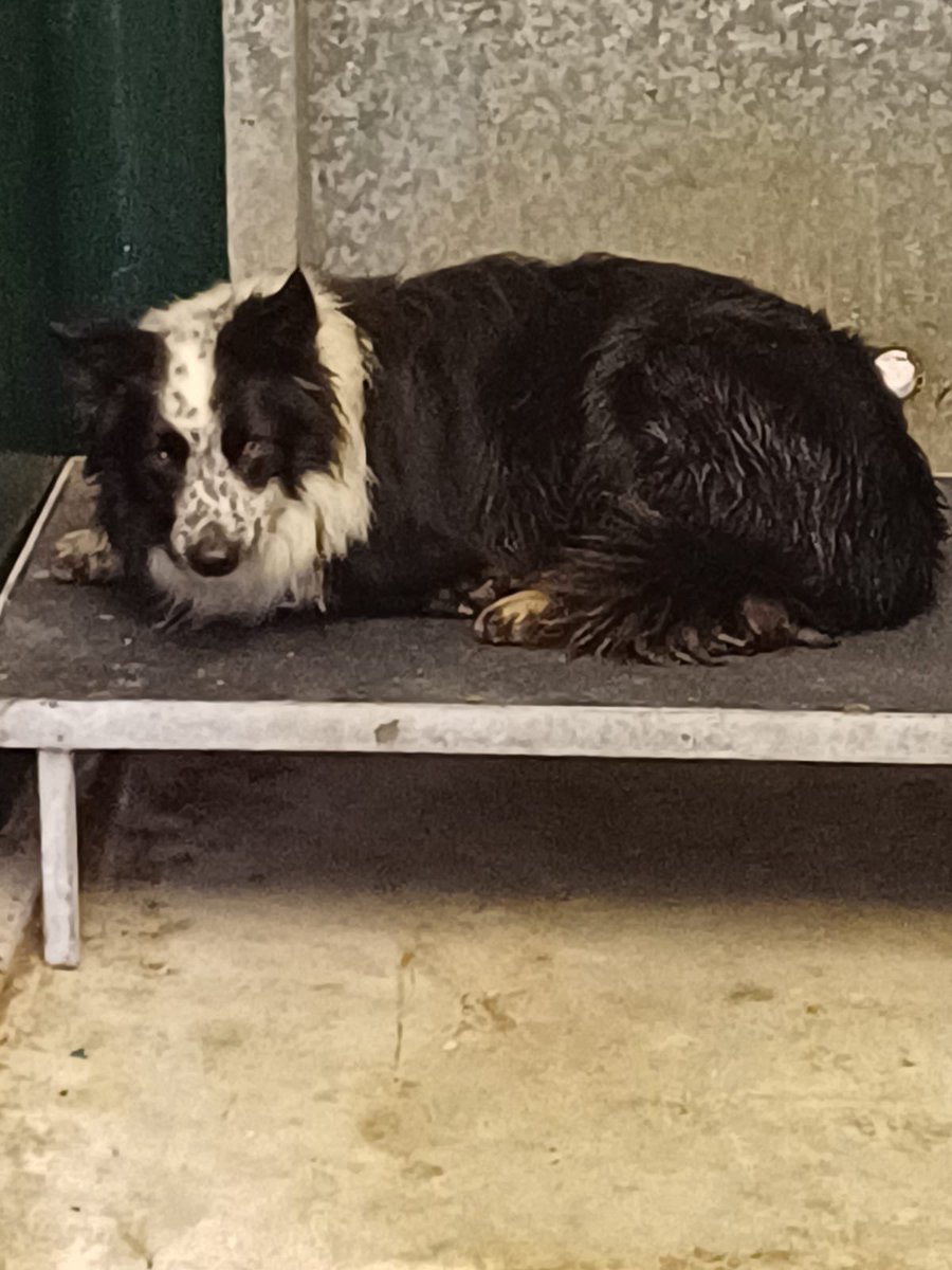 Collie found in Drummond Road Artigarvan. 11th January🐾🐾🦴🐶🦴

Owner can claim by contacting the Dog control service on 028 71 253 253 or on OOH - 📞07734 128096

Proof of ownership required. 

For more information on the Dog Shelter visit:  bit.ly/3vuSmGp