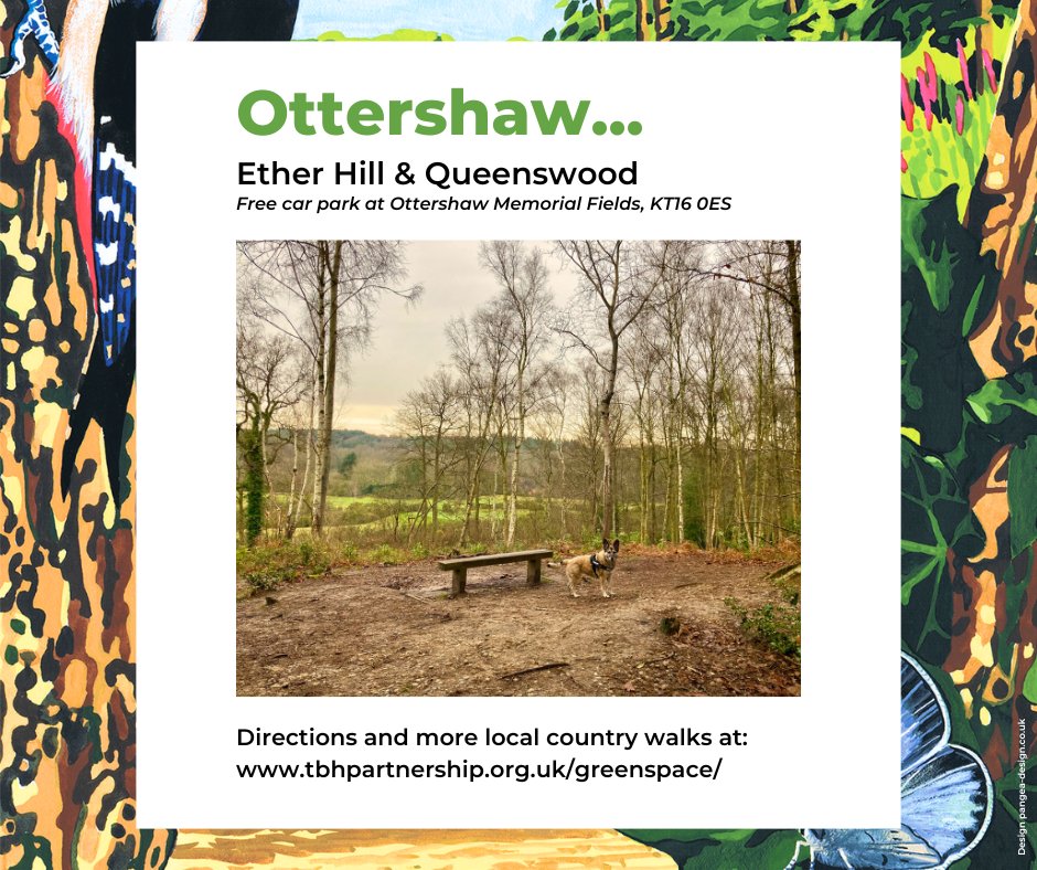 Whether you are enjoying a solo walk, with friends or family, or a canine companion, the walk through woodland up to the top of Ether Hill in #Surrey is worth it for the view. Here’s the lovely Skylar admiring the view onto Queenswood Golf Course.

A longer walk is possible by