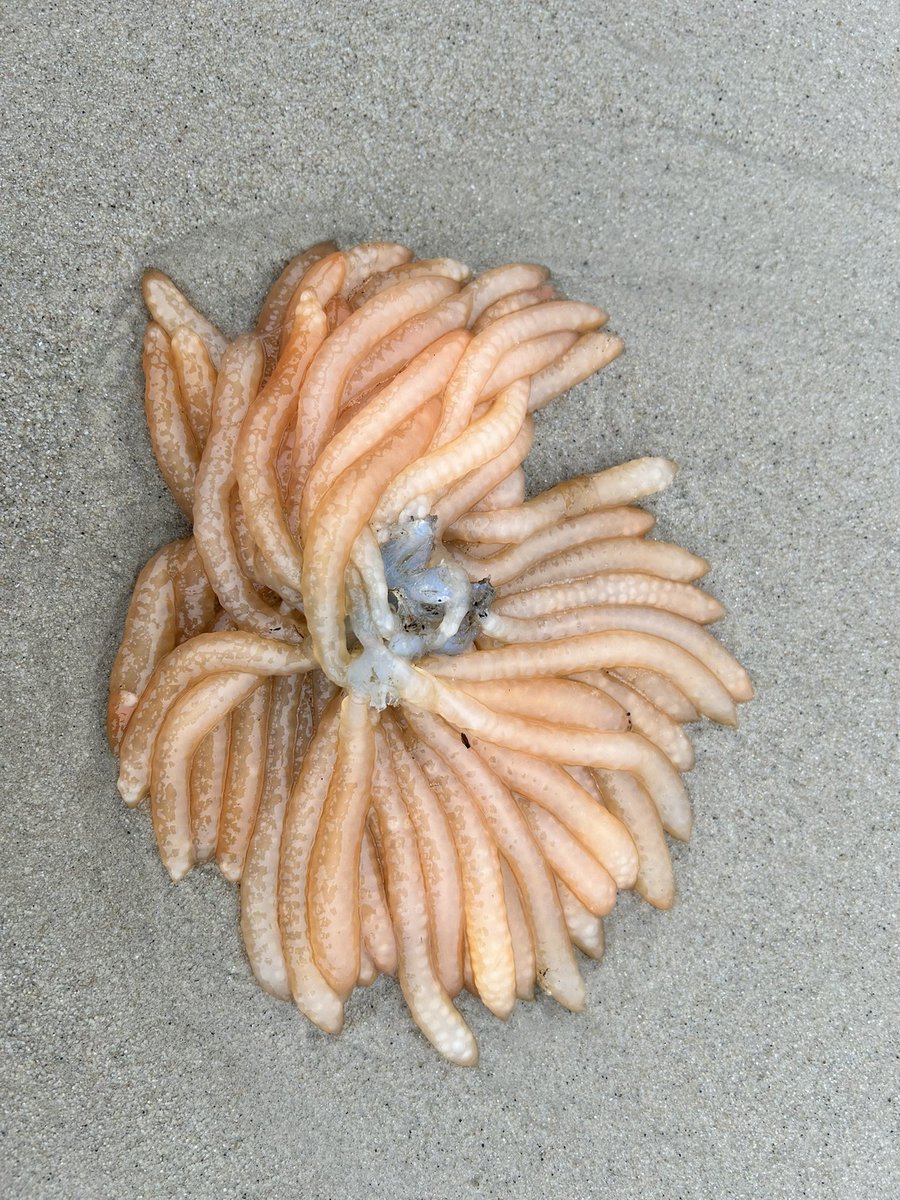 Brian Chard (@brianchard4) on Twitter photo We went for a walk along Studland beach today and came across these washed up on middle beach, can anyone tell me what they are please.
<a href="/DorsetBirdClub/">Dorset Bird Club</a> <a href="/DorsetWildlife/">Dorset Wildlife Trust</a> We went for a walk along Studland beach today and came across these washed up on middle beach, can anyone tell me what they are please.
<a href="/DorsetBirdClub/">Dorset Bird Club</a> <a href="/DorsetWildlife/">Dorset Wildlife Trust</a>