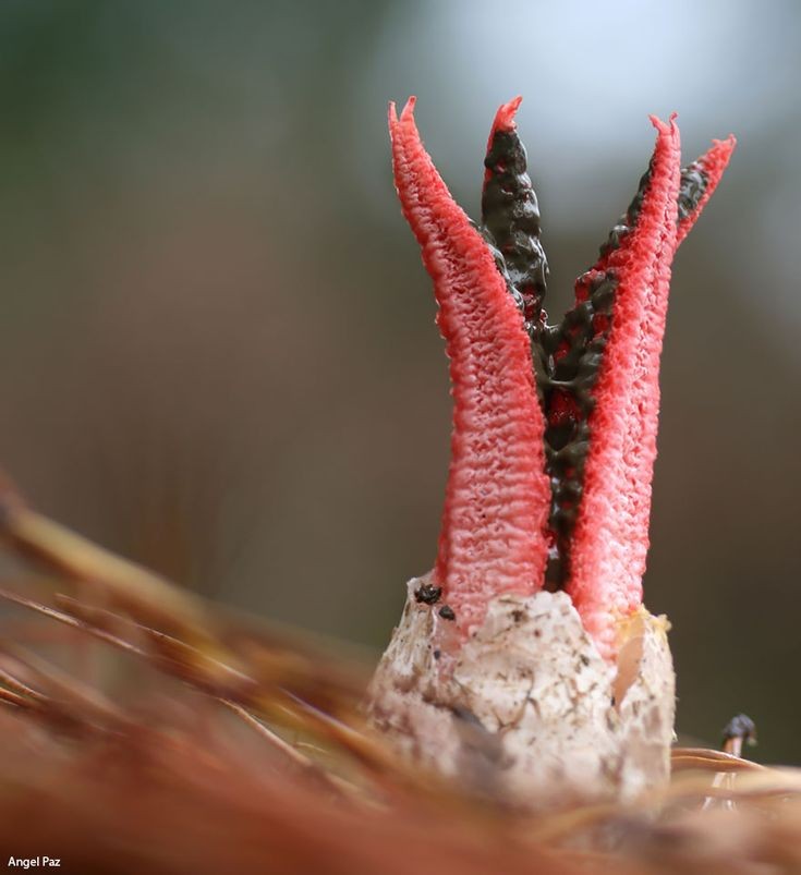 Untamedpath's tweet photo. "Behold the otherworldly beauty of the Devil's Fingers fungus (Clathrus archeri), emerging from its egg-like sac. Nature's artistry at its most bizarre and fascinating. #fungifriday #naturephotography #devilsfingers" https://t.co/D4uPDaLiOl