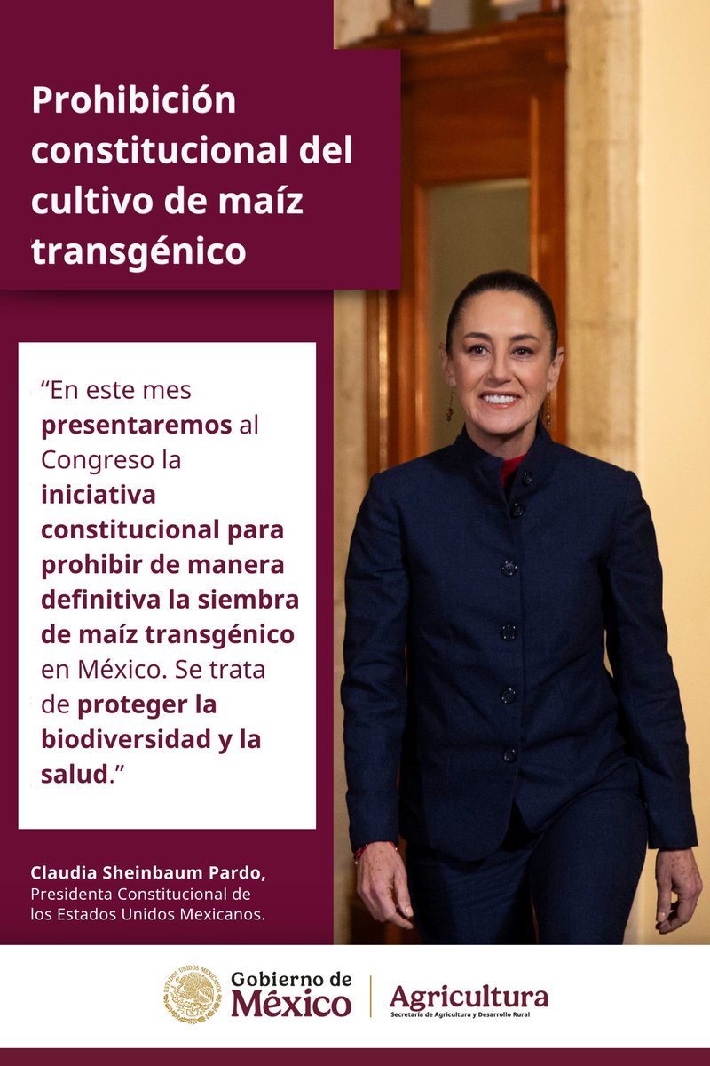 Agricultura_mex's tweet photo. #100DíasPresidenta | Desde el Zócalo de la #CDMX, la presidenta @Claudiashein refrendó su compromiso con la salud y la biodiversidad: se presentará una iniciativa para prohibir en México el cultivo de maíz transgénico. https://t.co/CxHfYM8IuK