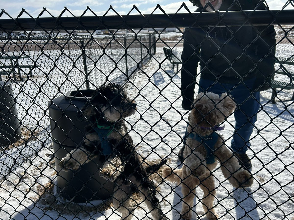 buch_darcy's tweet photo. Argo and Dublin embark on their first journey to Florida. 9 degrees Celsius is a powerful argument for snowbirding. Thanks @LovesTravelStop for a great break along the route. #cavapoos https://t.co/EeIArGxQLt