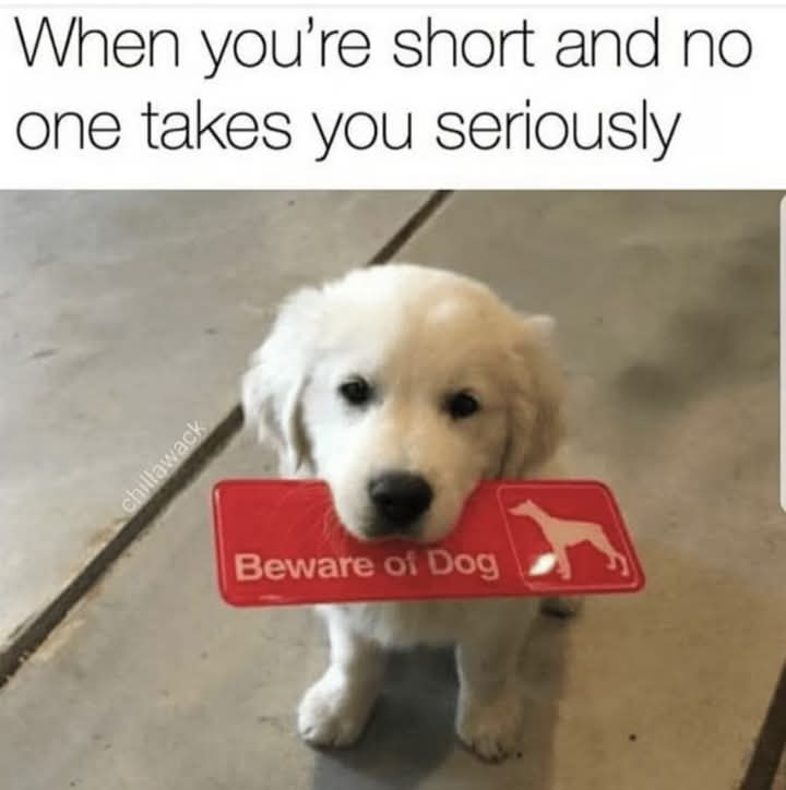 dogloverscore's tweet image. I&apos;m not saying I relate to this tiny dog, but I&apos;m not *not* saying it either.  😂 #shortproblems #dogmemes #relatable