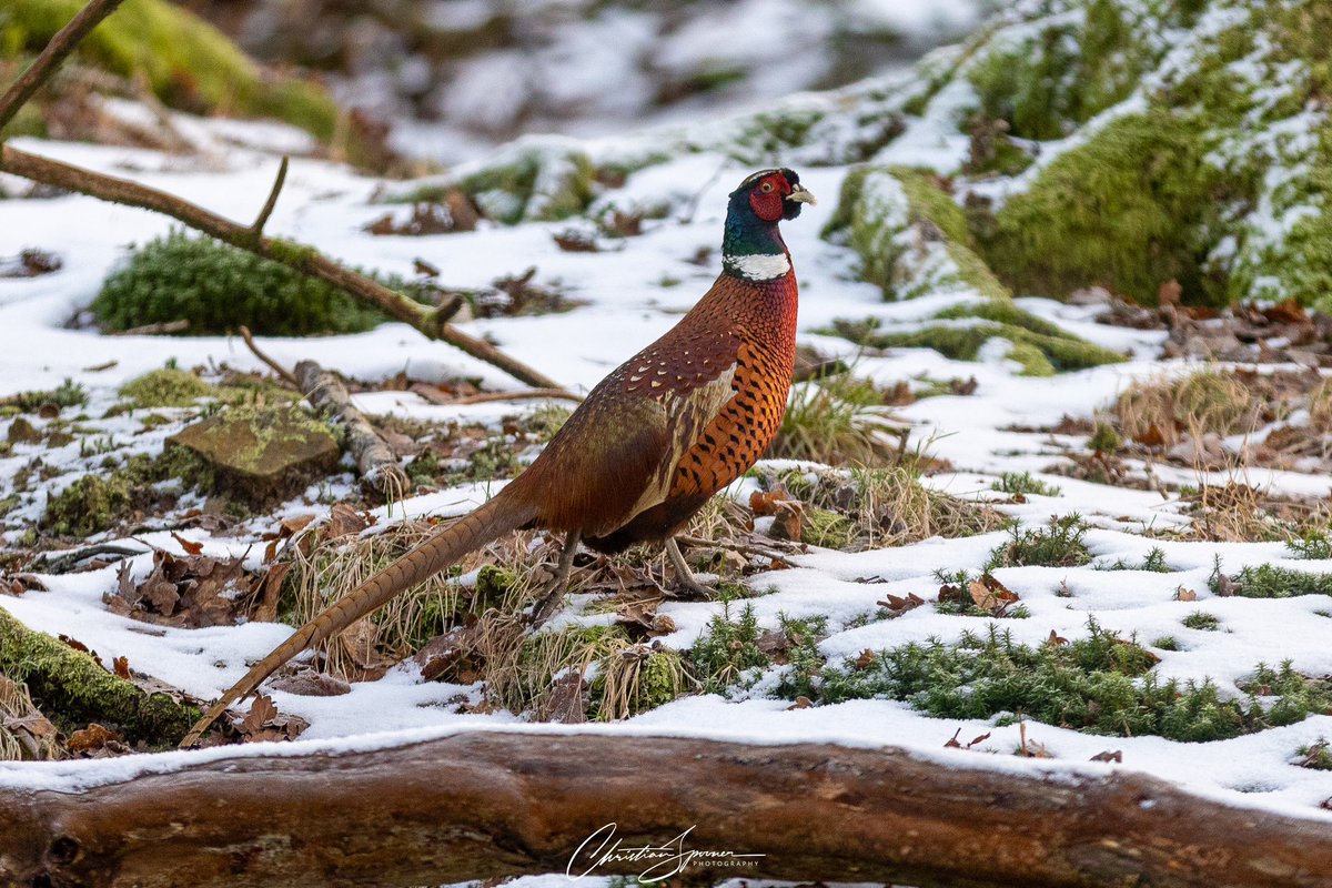 SP00NS's tweet image. 🥶 Lovely icy sunrise walk in Rivington &amp;amp; Anglezarke on Saturday morning 😍