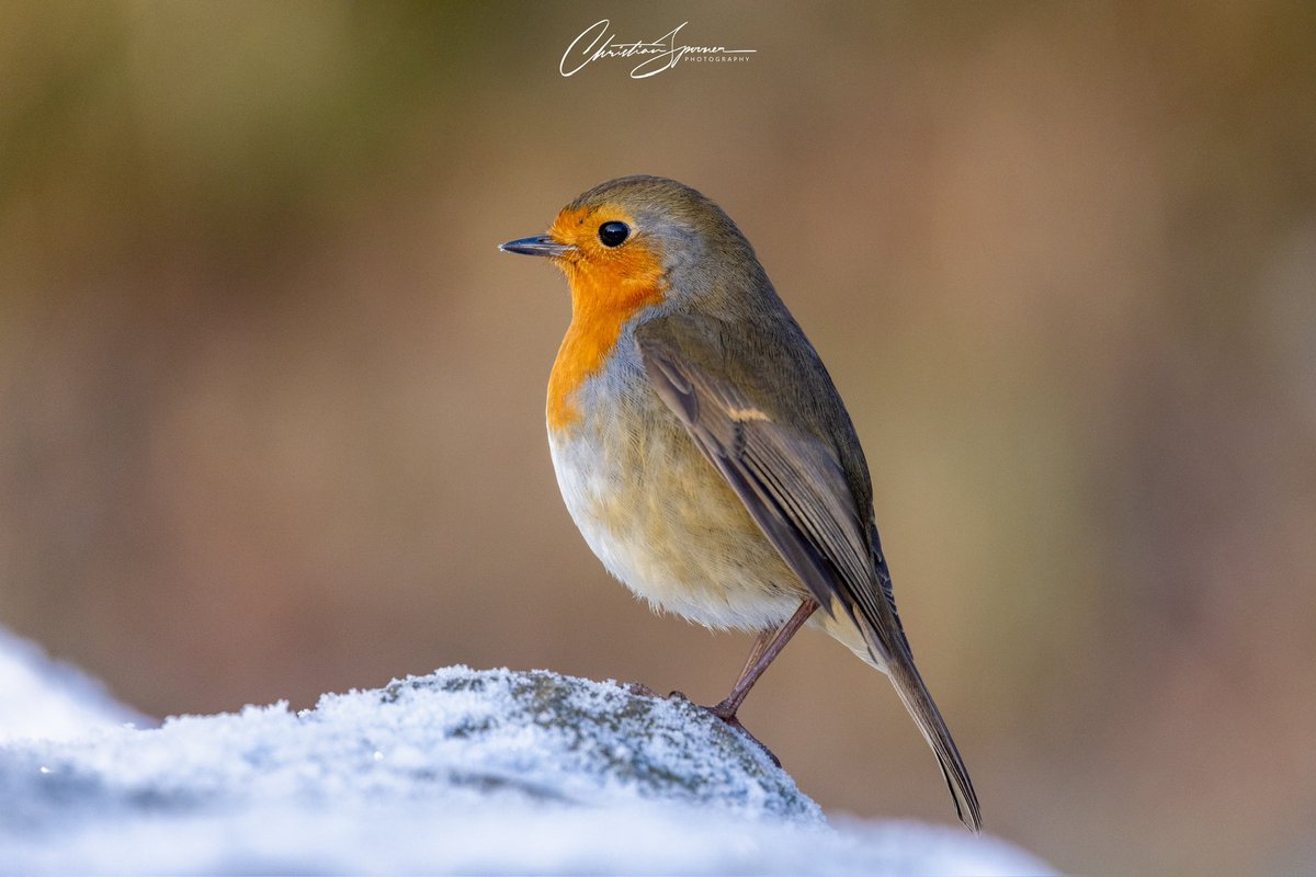 SP00NS's tweet image. 🥶 Lovely icy sunrise walk in Rivington &amp;amp; Anglezarke on Saturday morning 😍