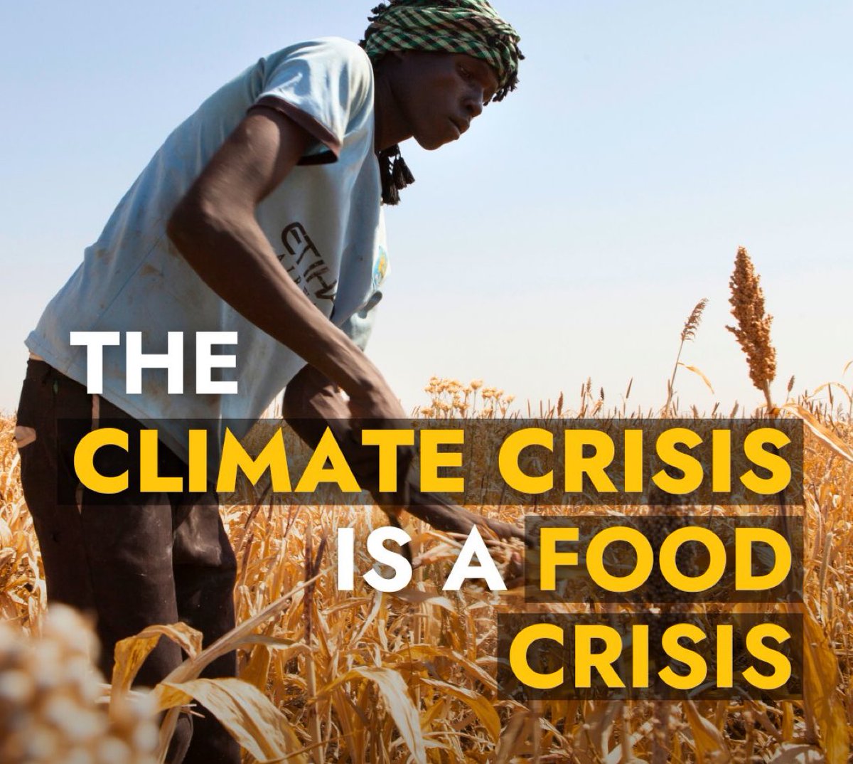 Vinay Indraganti (@vinayindraganti) on Twitter photo Higher temperatures are making it harder to produce food.
And for vulnerable rural communities, failed harvest seasons can mean meagre earnings and empty plates.
If we don't support them and #ActOnClimate today, we let hunger win.
<a href="/aiforfood/">AI For Food</a> <a href="/vkhosla/">Vinod Khosla</a> <a href="/biz/">Biz Stone</a> <a href="/mcuban/">Mark Cuban</a> <a href="/garrytan/">Garry Tan</a> Higher temperatures are making it harder to produce food.
And for vulnerable rural communities, failed harvest seasons can mean meagre earnings and empty plates.
If we don't support them and #ActOnClimate today, we let hunger win.
<a href="/aiforfood/">AI For Food</a> <a href="/vkhosla/">Vinod Khosla</a> <a href="/biz/">Biz Stone</a> <a href="/mcuban/">Mark Cuban</a> <a href="/garrytan/">Garry Tan</a>