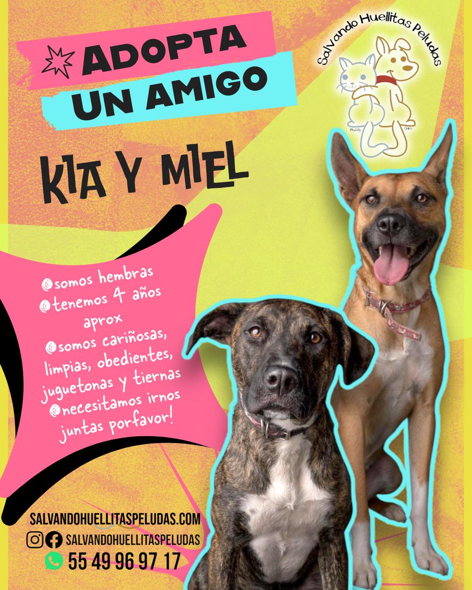 Comunidad:

¿Me ayudan con un retuit para encontrar un hogar para KIA y MIEL?

Para más información, contactar a SALVANDO HUELLITAS PELUDAS.

#AdopcionResponsable