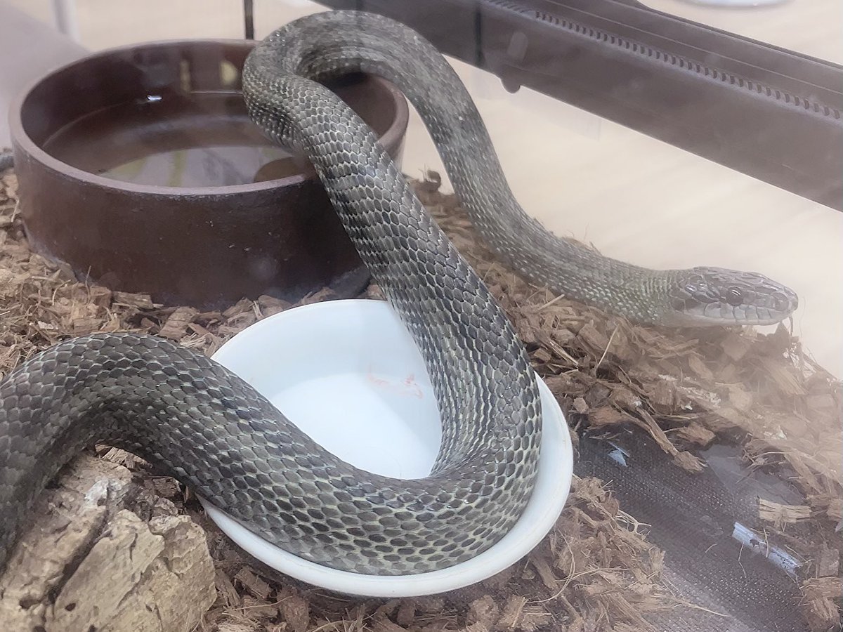 ♡デート記録♡

2回目の彼氏さんとデートo(＞‧̫＜)oずっと行きたいね、って言ってた動物園いっしょにいけてとってもたのしかったです♡♩へびちゃんもかわゆすぎた🐍♡へび苦手な方いたらごめんなさい･･･💧時間あっという間でした❕また会いたいです🎀