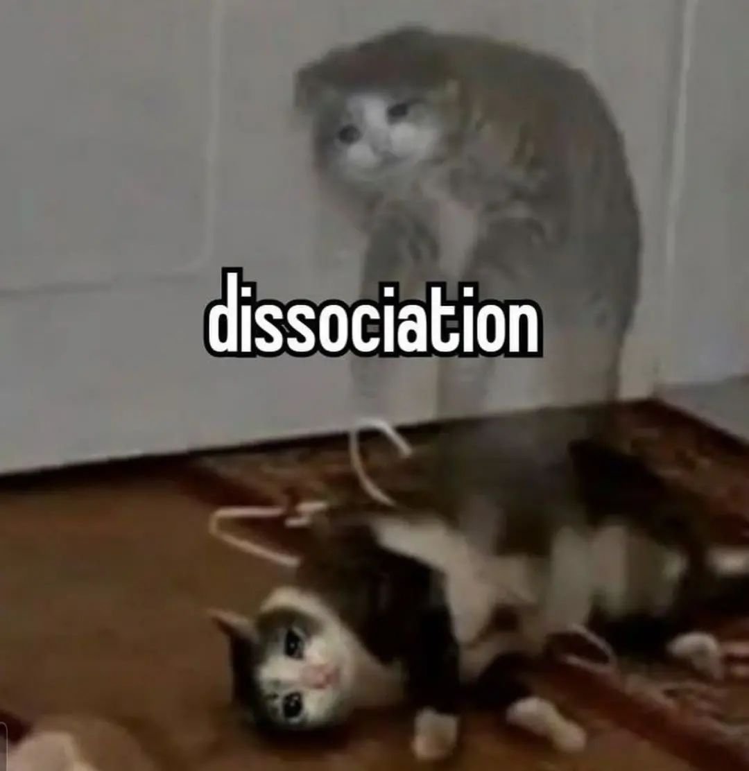 Punch Cat tweet media