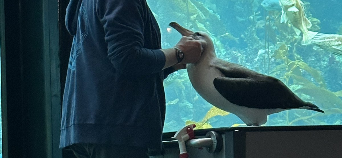 Me: I will no longer let the weight of my regrets burden me in 2025

Also me with the albatross around my neck: