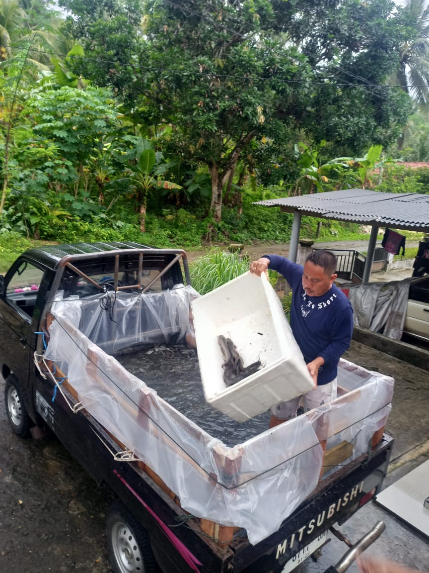 as_norisk's tweet photo. Selasa 31 Desember 2023, Luhkan Andris, kegiatan panen di kelompok sangkuriang, panen lele 200 kg #luhlapor #giatluhkansatminkalbogor
@bppsdm_kp @brpbatpp_bogor @BudidayaKKP https://t.co/hYYQm0Agx4