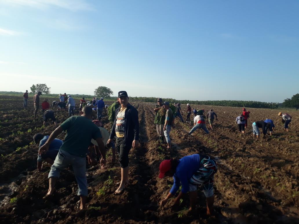 OdalisCast51357's tweet photo. En el Aniversario del incendio a la ciudad de Bayamo trabajadores del programa Salas de Televisión en Cauto Cristo participan en trabajo voluntario en el polo productivo.
#TenemosHistoria 
#CautoCristo
#GranmaVencerá 
#JuntosPodemos https://t.co/ATqRiSfNlo