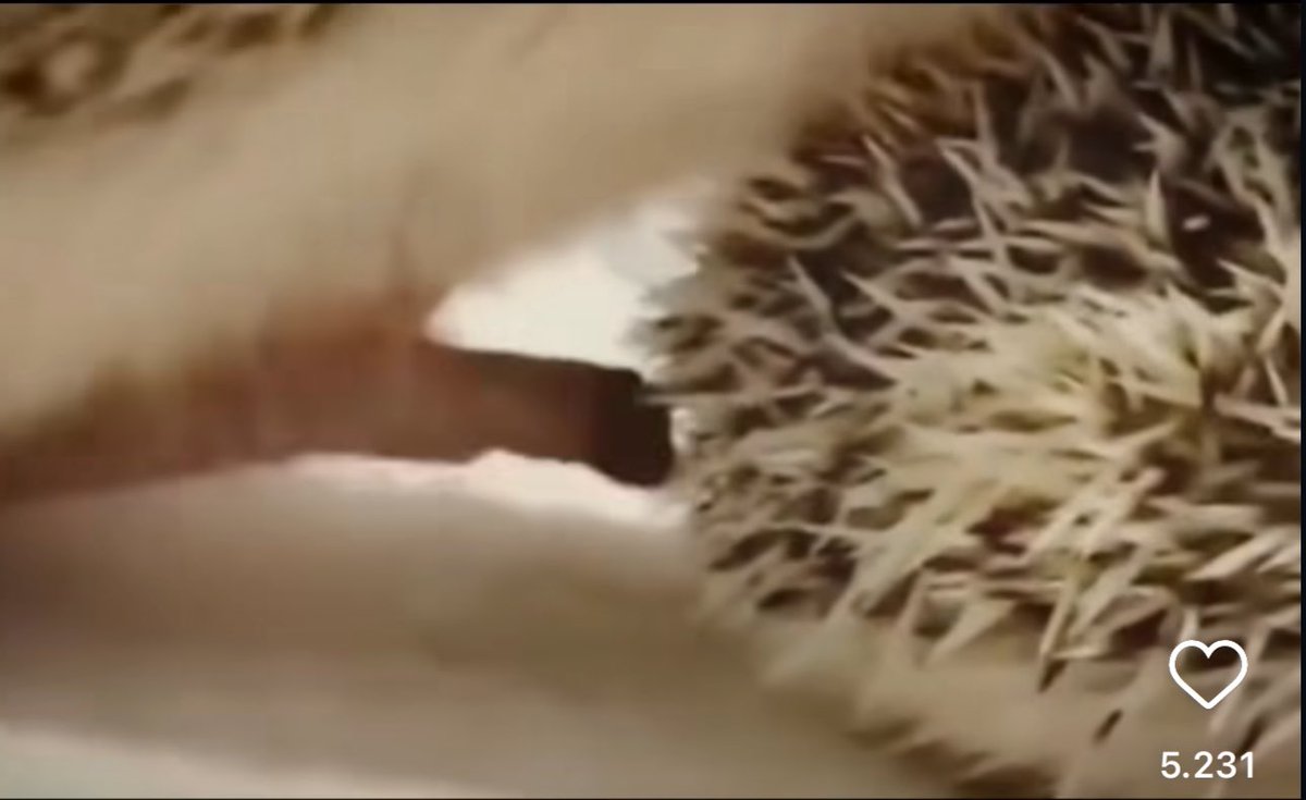 Trying to get your next Fartcoin in crypto sometimes feels like a hedgehog male trying to find the female’s hole.

Big reward if correct. Painful outcome if incorrect