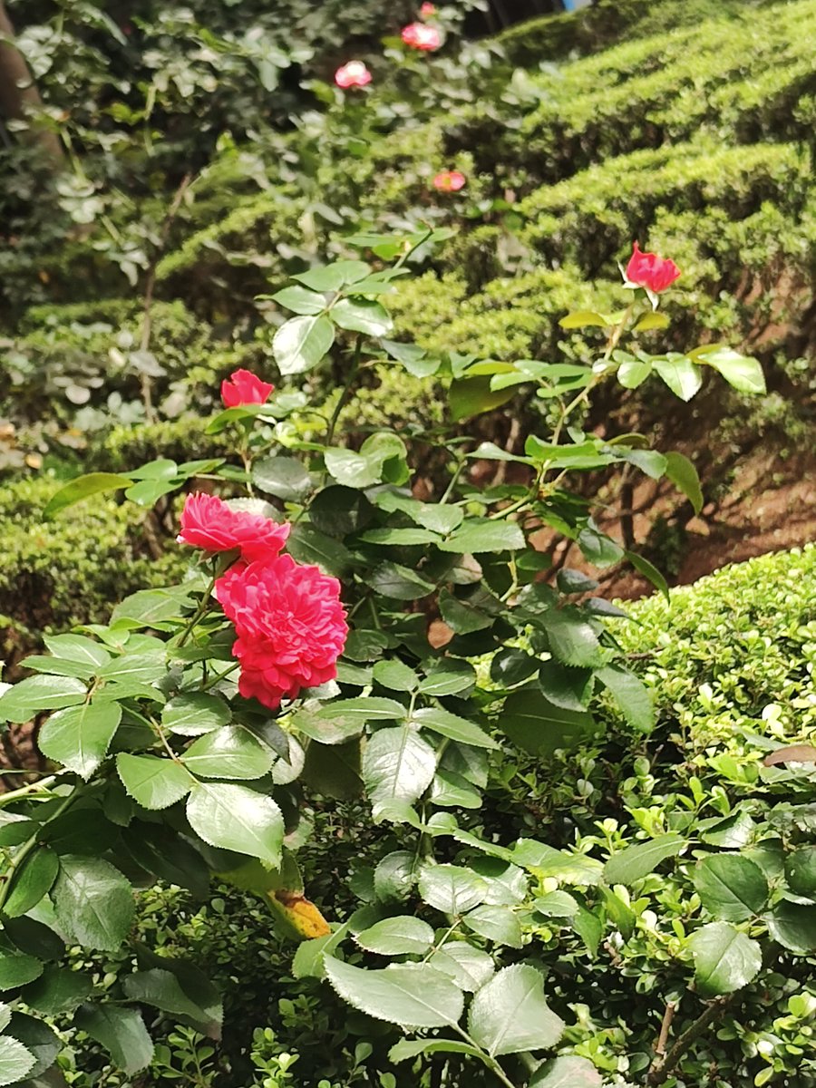 Casa das Rosas - Museu/SP
