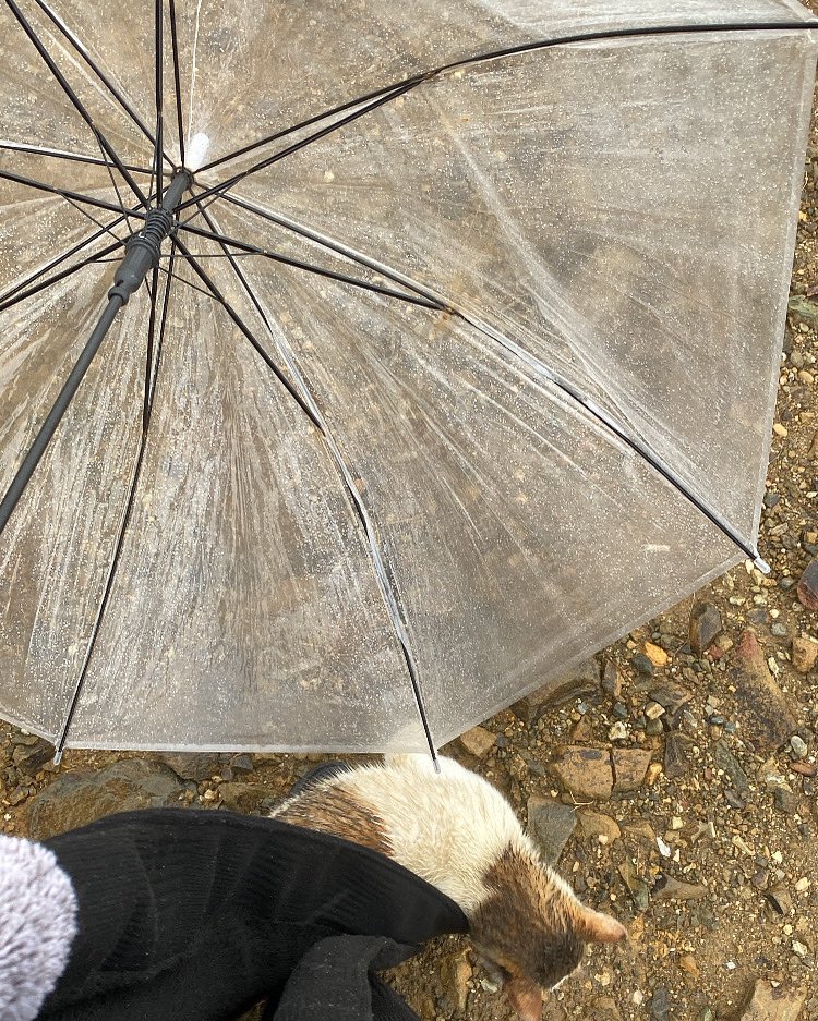 IIUCUI's tweet image. -