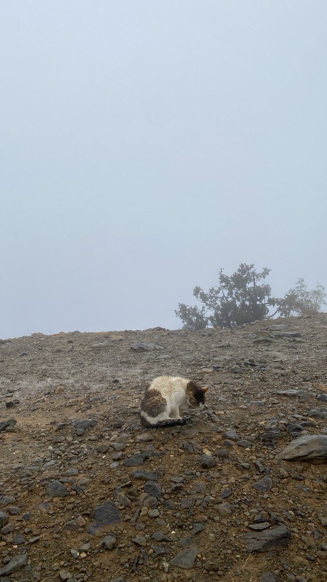 IIUCUI's tweet image. -