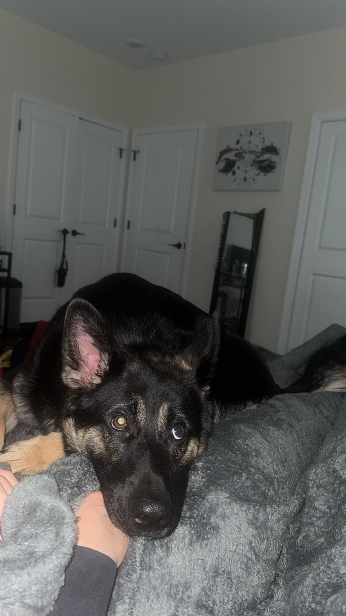 <a href="/joeimel/">Joe Imel</a> German shepherd roaming the streets… friend let my dog out and he took off… any help is appreciated! Contact me, with info if you have any!