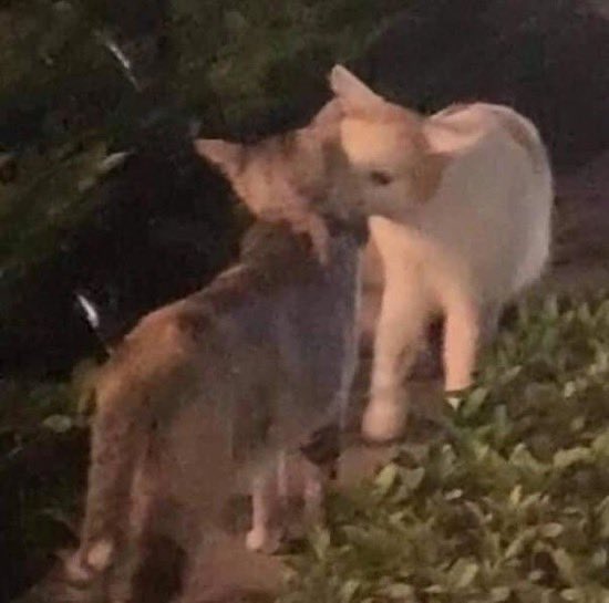 “wait, you forgot your kiss!”