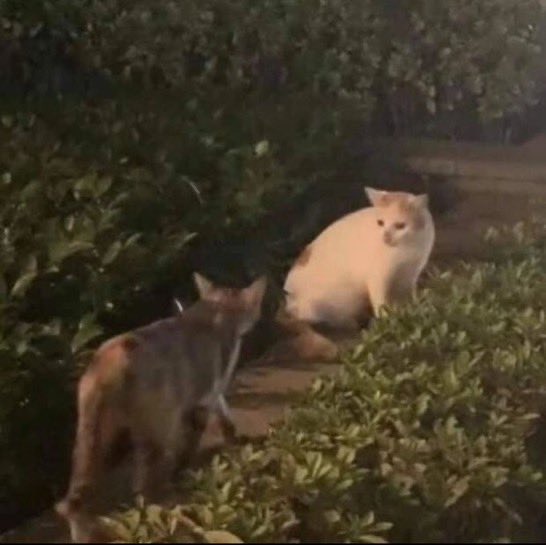 PunchingCat's tweet image. “wait, you forgot your kiss!”