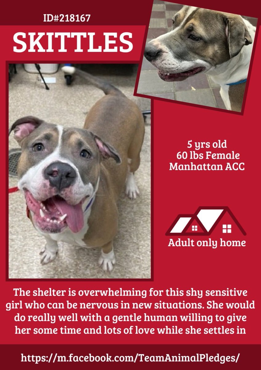 anja_brckner3's tweet photo. Sweet #Skittles
🔴🟠🟡🟢🔵🟣 is one of today's #NewIntakes at #NYCACC #Manhattan and looking for a #Gentle patient #human to take away her #nervousness about this #scary place ❤️
Please #foster or #adopt or #pledge for #rescue 🙏🏻
https://t.co/0LChncHHje https://t.co/IImwJbEpA8