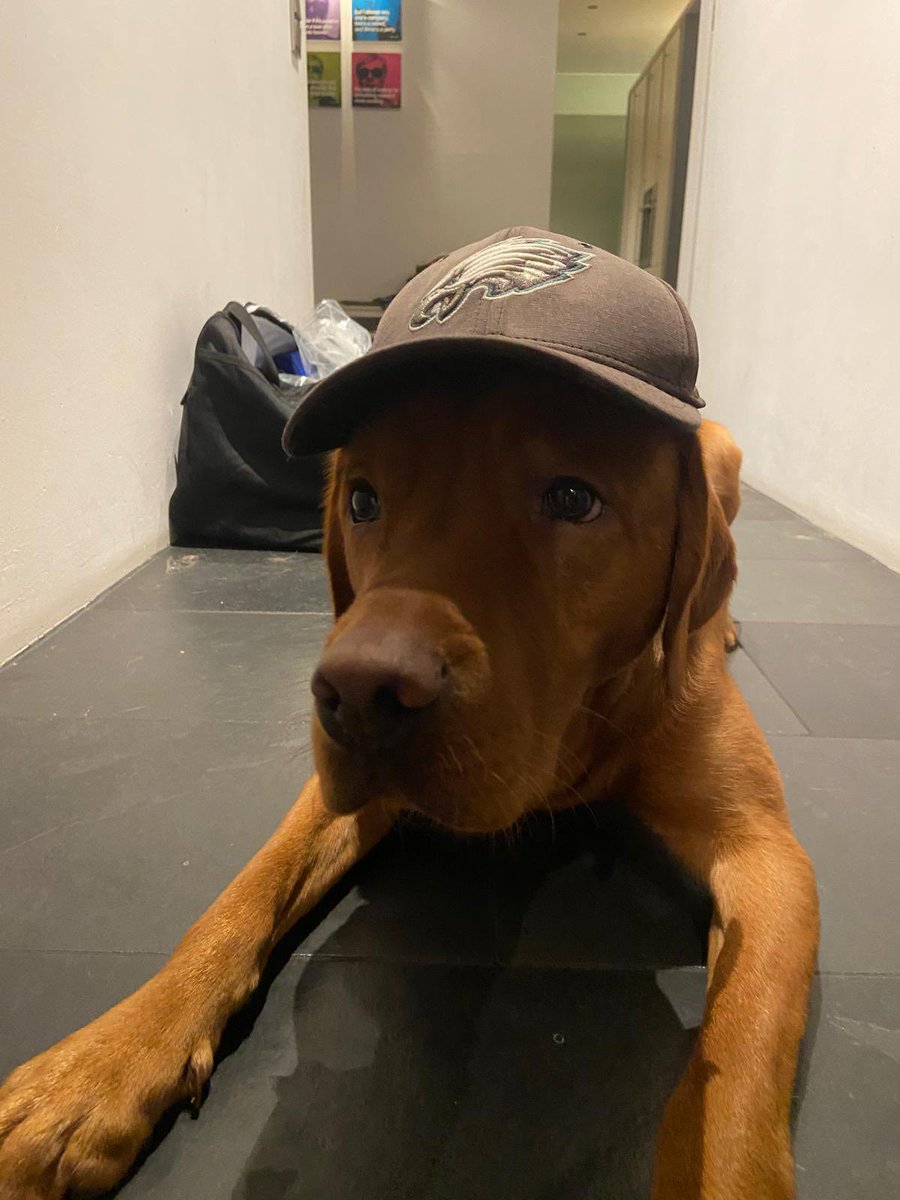 manninger187's tweet photo. Nur Hunde sind heute für die Eagles @Giants #RTLNFL https://t.co/EZFb2BCHKS
