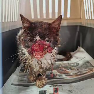 colectivoanimalistabdn tweet media