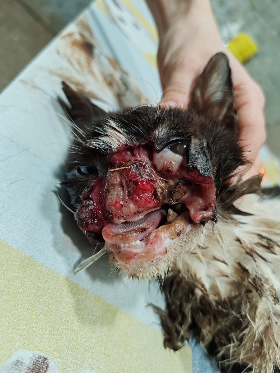 colectivoanimalistabdn tweet media