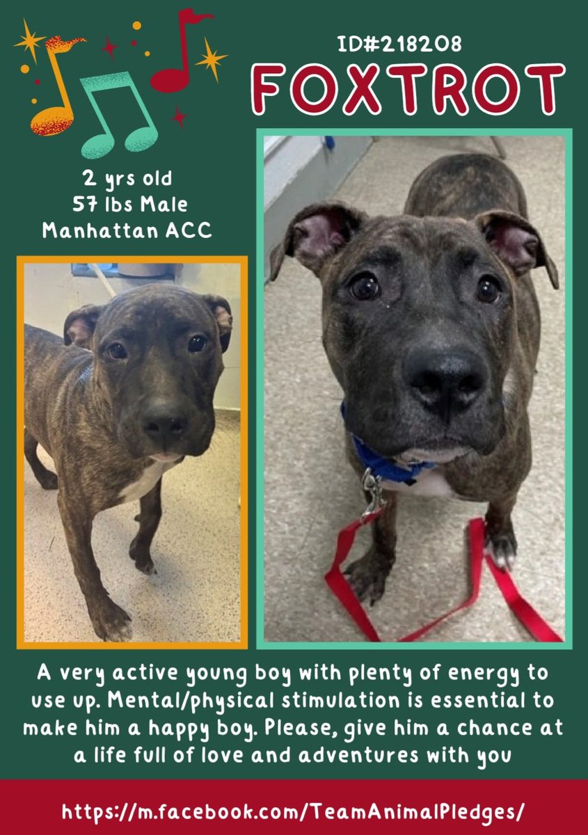 anja_brckner3's tweet photo. Young #Foxtrot is one of today's #NewIntakes at #NYCACC #Manhattan and looking for #active #pawparents who'd #love to go on #adventures with him and maybe have a little #Dance as well ๐บ๐ป๐๐ป
Please #foster or #adopt or #pledge for #rescue ๐๐ป
https://t.co/jGIDejkXWF https://t.co/wLWSzAyuQT
