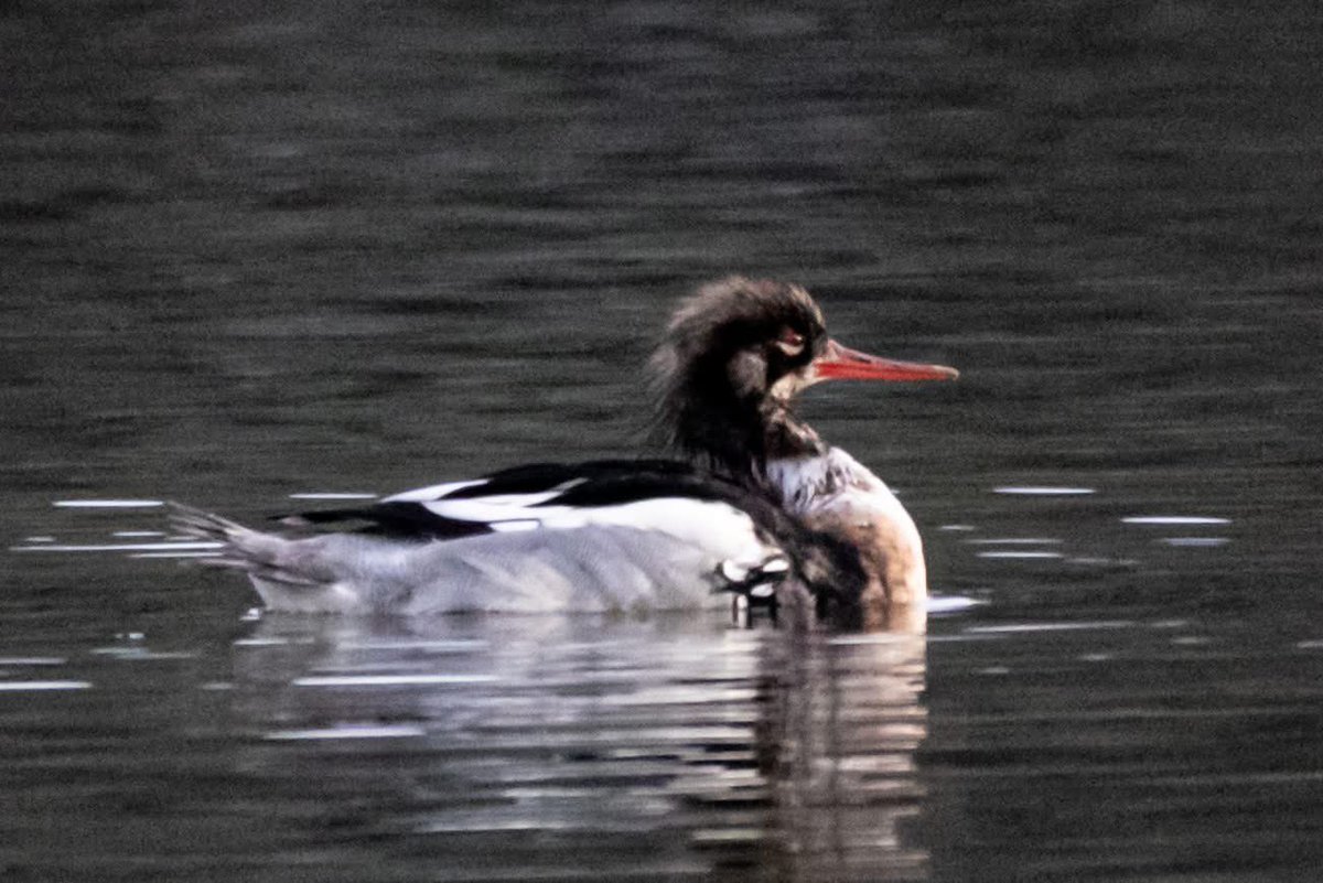 Haven’t posted for many months. 
Never visited Harty’s Quay area in Cork City before. Was rewarded with good views of five Goosander (4 shown)  and a moulting male RED-breasted Merganser. Happy out.