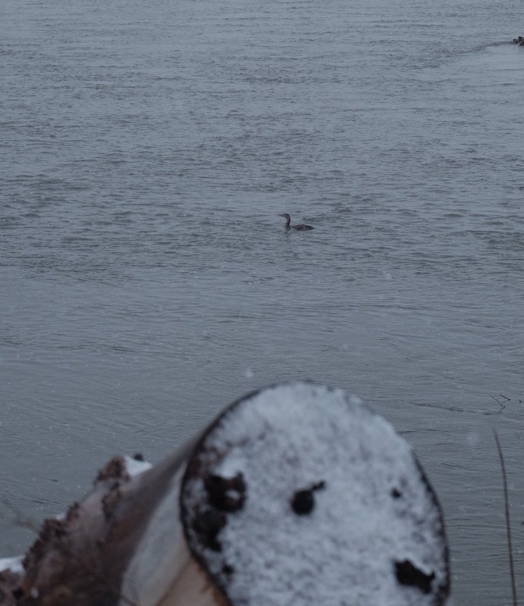 W Warszawie mała sensacja przyrodnicza: na Wiśle tuż za granicą miasta pływa sobie nur białodzioby, ptak który na co dzień żyje … w Arktyce. 

Wisła, zwłaszcza środkowa, to najbardziej niedoceniony fenomen przyrodniczy w Polsce. Powinna zostać parkiem narodowym 🇵🇱