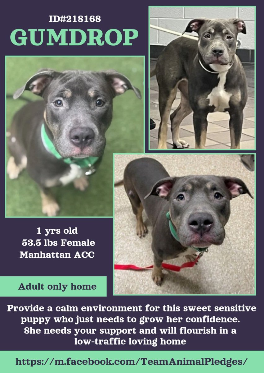 anja_brckner3's tweet photo. Sweet #Gumdrop is one of today's #NewIntakes #NYCACC #Manhattan and needs patient #pawparents who will #support her to #grow her #confidence ๐
She's still a #puppy who just needs #guidance and #love ๐
Please #foster or #adopt or #pledge for #rescue ๐๐ป
https://t.co/ZS4moz8SL2 https://t.co/zwAmu4vkGi