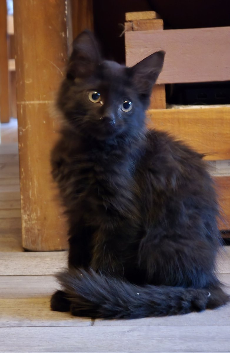 priscimateos's tweet photo. El negrucho busca un hogar para que lo llenen de amor. Tiene unos 2 meses y medio y está desparasitado. Fue rescatado junto a su hermanita (la subiré en otro posteo).
Si te interesa, escribime. Si no, danos una mano con tu RT #Mendoza https://t.co/aEaBhCHeB8