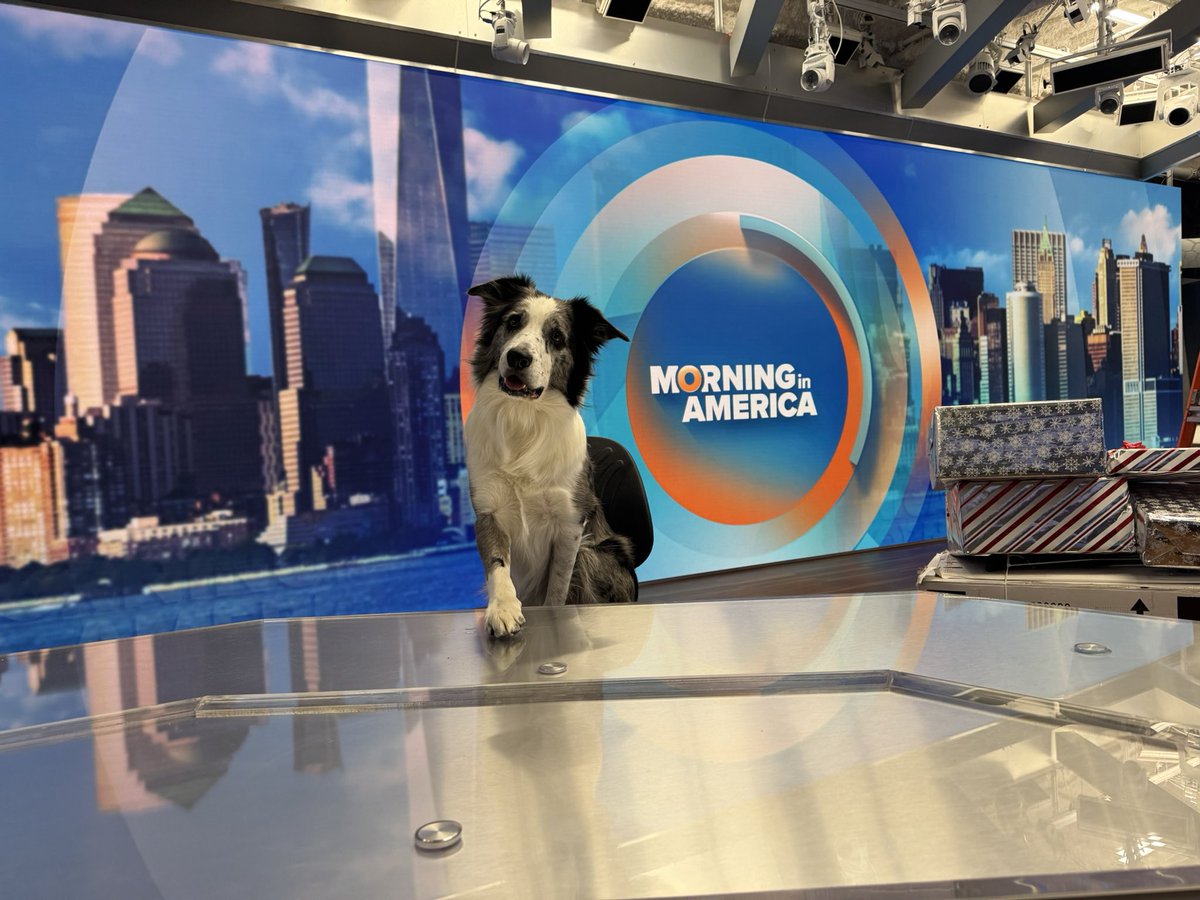 ChrissyJoy's tweet photo. Always a great morning with the @PIX11News crew! Thank you for bringing us on board recently. Darby is ready for his anchor position. #pix11 #thejoycrew #chrissyjoy #dogtrainer #dog #doglover https://t.co/y8junoWd2v