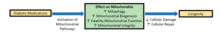 13_pieta's tweet photo. Why is $MET called the 'Drug of Miracles and Wonders'? 

A 2025 study shows its role in longevity—boosting mitochondrial health, enhancing biogenesis and repair, and reducing cellular damage.

Read more: https://t.co/Ku8HcGBoVu
@MetforminSol https://t.co/C2pEF5yHx6