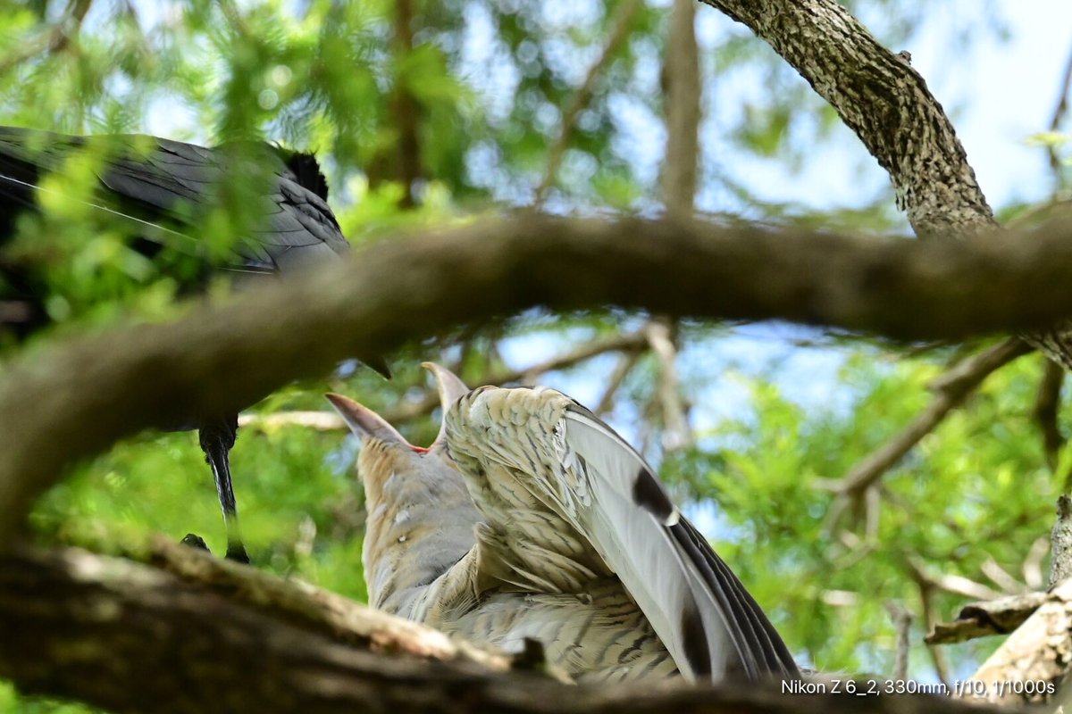 GeorgeSz12's tweet photo. Hi All,
Getting with nature
A Black Crow feed it’s young
But it’s young is Koels (cuckoo)
A lucky shot
Have a great day
#crow #koels #cuckoo
#nikonz6ii #z6ii #mynikonlife
@olivia_brisbane @DiQld
@Darci_Grace_ https://t.co/qidQ0NYDUi