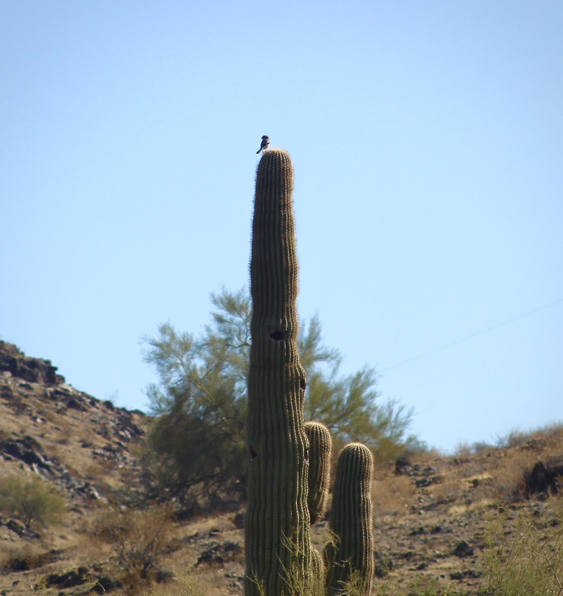 vulturx_'s tweet photo. did some self care today, took some photos and hiked for awhile 🐾🌵 https://t.co/plaN4VoBcQ