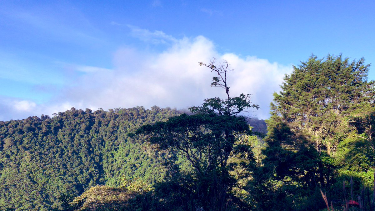 Firefly Shire 🌙✨ tweet media