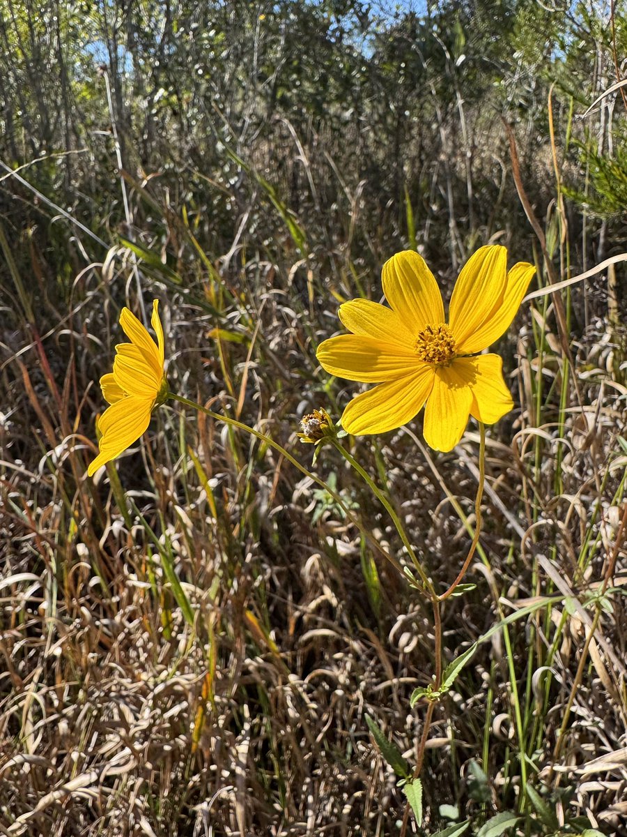 OviedoNature's tweet photo. Native #wildflowers that bloom in #January in central #Florda include (clockwise from top l) yellow milkwort, fourpetal St. Johnswort, fringed stargrass &amp; smallfruit beggarticks. Observed at Savage Christmas Creek Preserve in northeast Orange County. #Sundayyellow #nature https://t.co/Dyq4c5HzV7