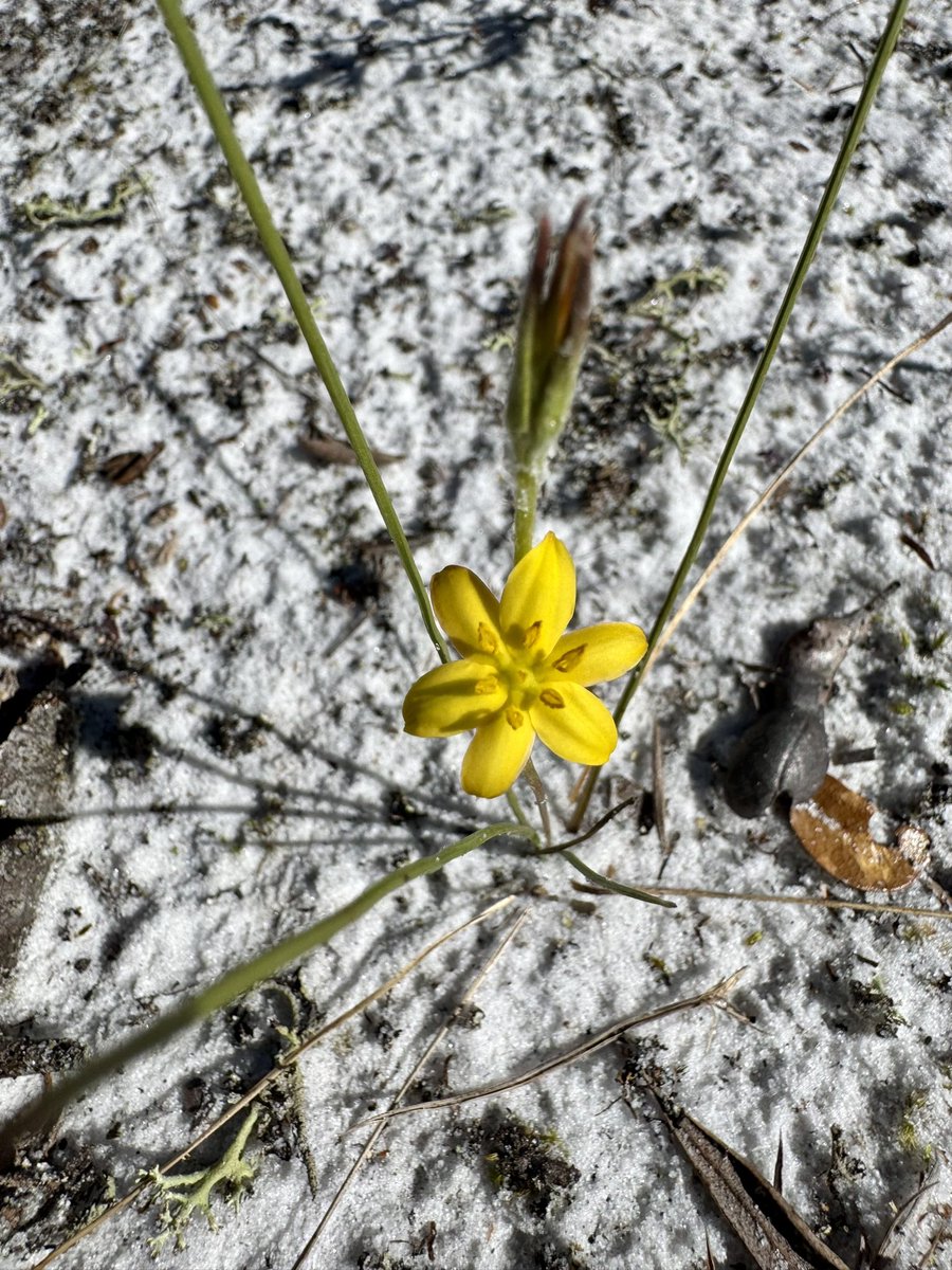 OviedoNature's tweet photo. Native #wildflowers that bloom in #January in central #Florda include (clockwise from top l) yellow milkwort, fourpetal St. Johnswort, fringed stargrass &amp; smallfruit beggarticks. Observed at Savage Christmas Creek Preserve in northeast Orange County. #Sundayyellow #nature https://t.co/Dyq4c5HzV7