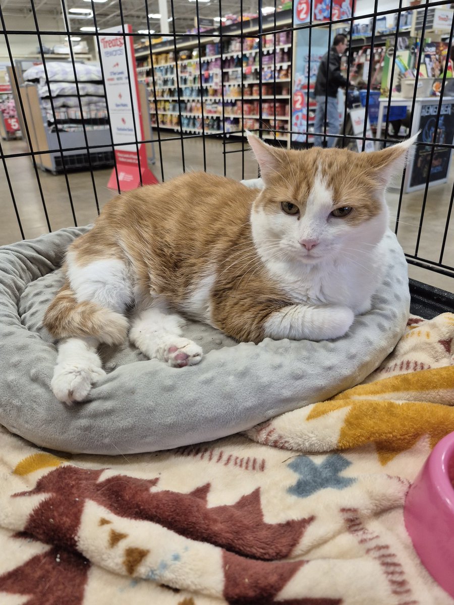 Jen Gee (@dluognej) on Twitter photo Southern WI! No one came for sweet Sunny yesterday 😢 Please give her a chance, she is the most lovable cat! All her kids have a home, why not her? Here is more info on Petfinder:
petfinder.com/cat/mama-sunny… <a href="/beckbjj/">Becky Jones</a> <a href="/BitchestheCat/">A Cat Named Bitches</a> Southern WI! No one came for sweet Sunny yesterday 😢 Please give her a chance, she is the most lovable cat! All her kids have a home, why not her? Here is more info on Petfinder:
petfinder.com/cat/mama-sunny… <a href="/beckbjj/">Becky Jones</a> <a href="/BitchestheCat/">A Cat Named Bitches</a>