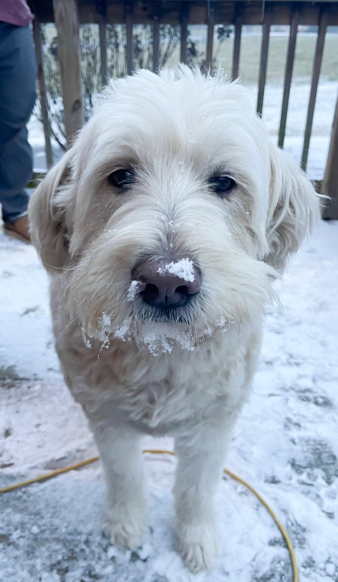 Jacobbarret2025's tweet photo. My dog Marley https://t.co/L4ribejMja