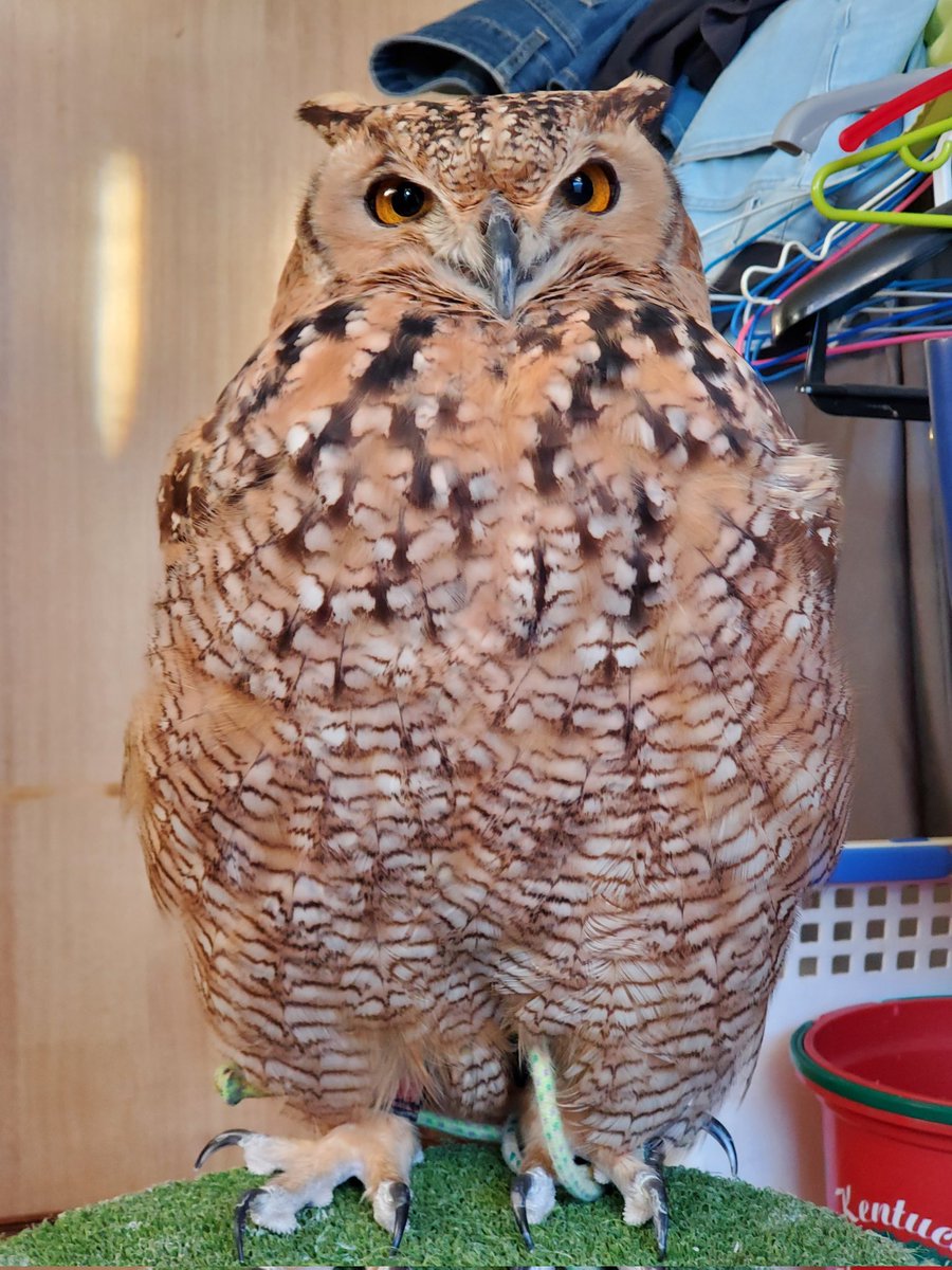 ライちゃん🦉💕(Rye🦉❤️‍🔥)
おはほっほーでしゅ〜🦉🌞
成人の日でしゅね✨㊗️🎉🎊🦉