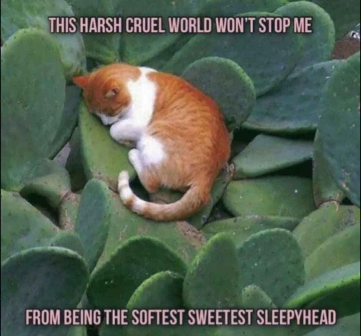 johnsonmr790's tweet photo. @spinitbackzed El gato https://t.co/PNDoYSPhg8