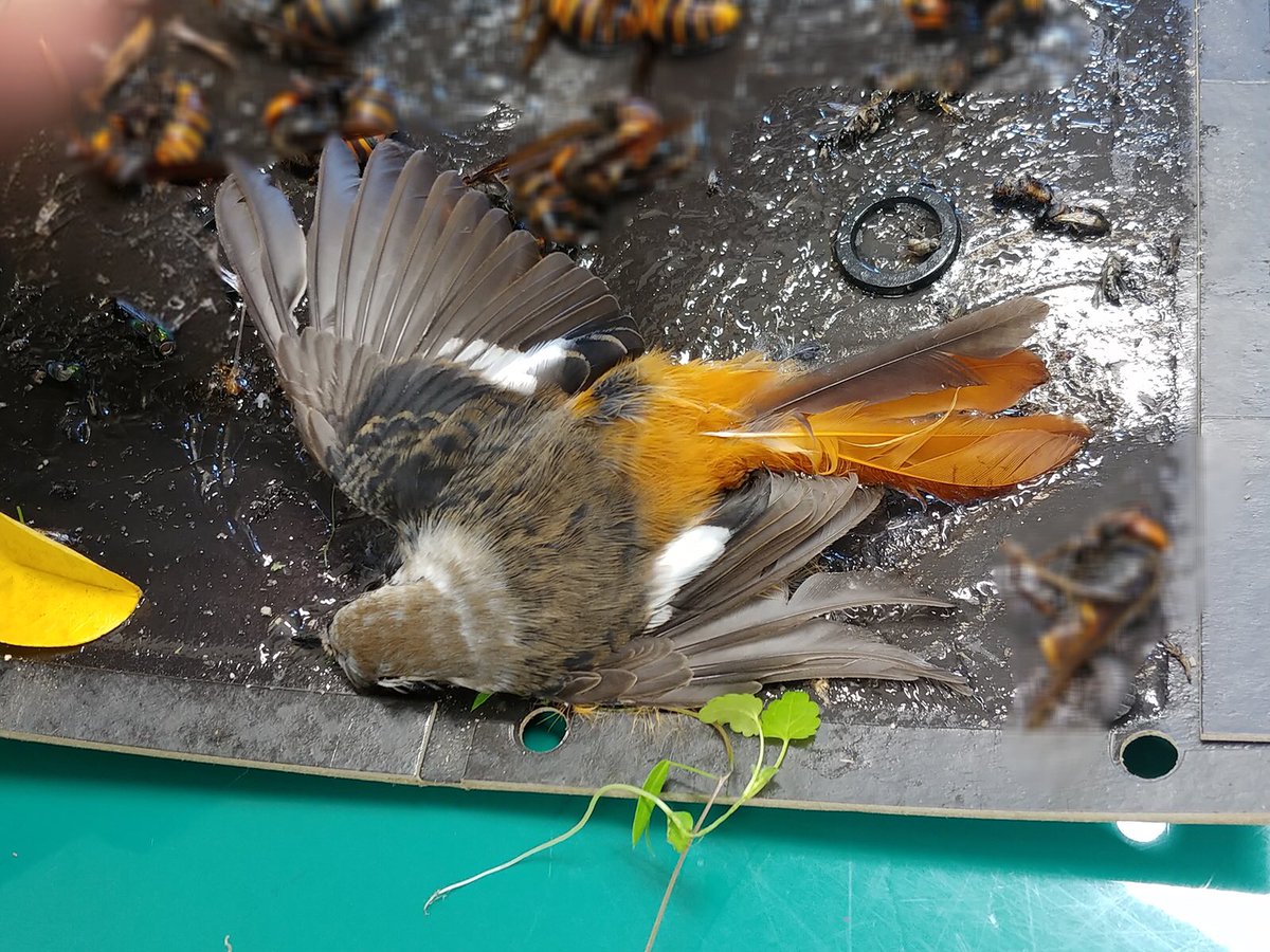 kyotoshidoubut1's tweet photo. 野生鳥獣救護センターです🦜
11月に搬送された愛鳥家のなかでは「ジョビ男」と呼ばれ親しまれている冬鳥、ジョウビタキのオスです。
屋外で使用していた粘着シートに囚われてしまいました。おそらくシートに付着した昆虫を捕食しようと降り立ったのでしょう。そしてジョウビタキ自らもぺったりと→ https://t.co/nIZbzFvAXQ