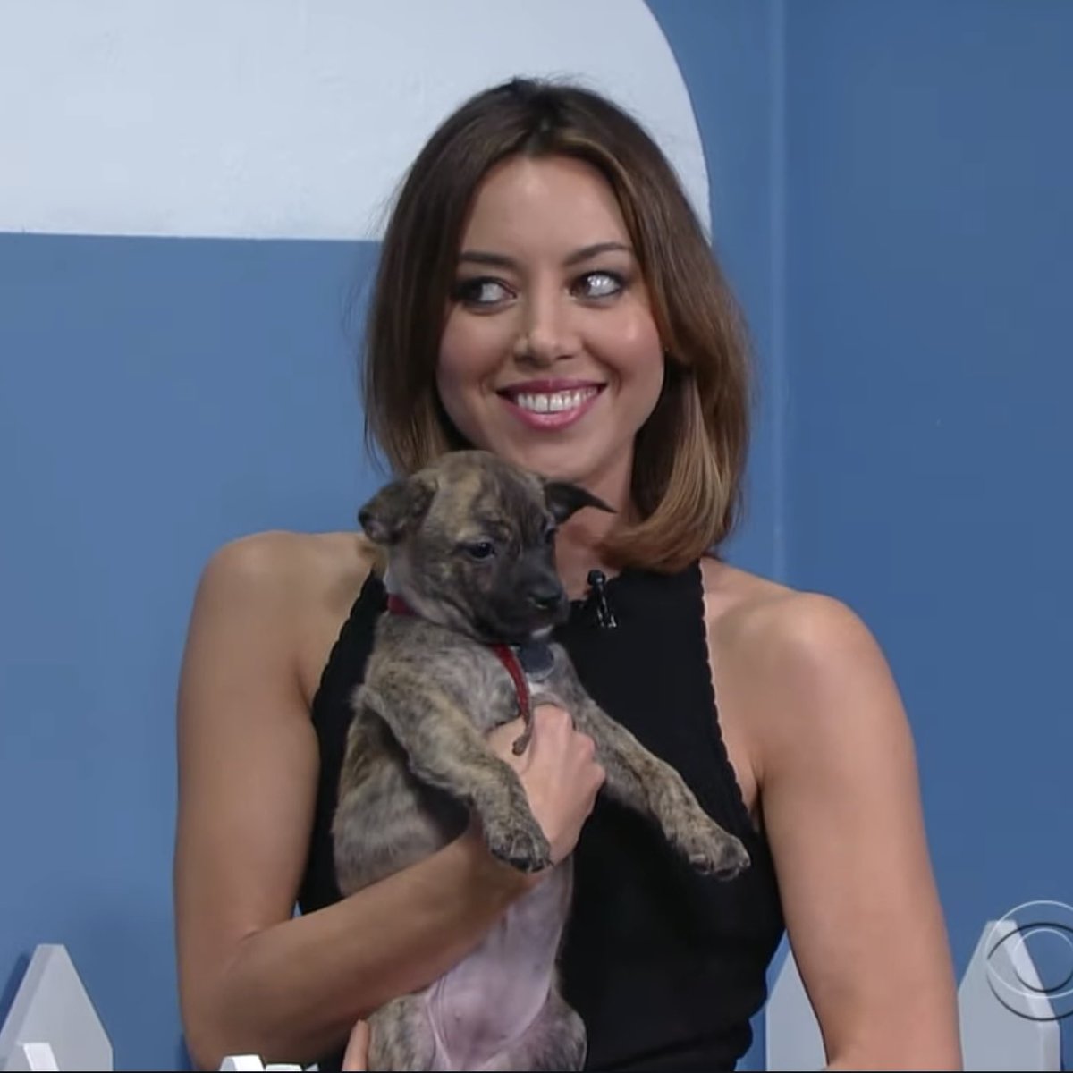 rosenkav_'s tweet photo. Anyway here’s Aubrey holding puppies for your tl https://t.co/M75iQnj7eH