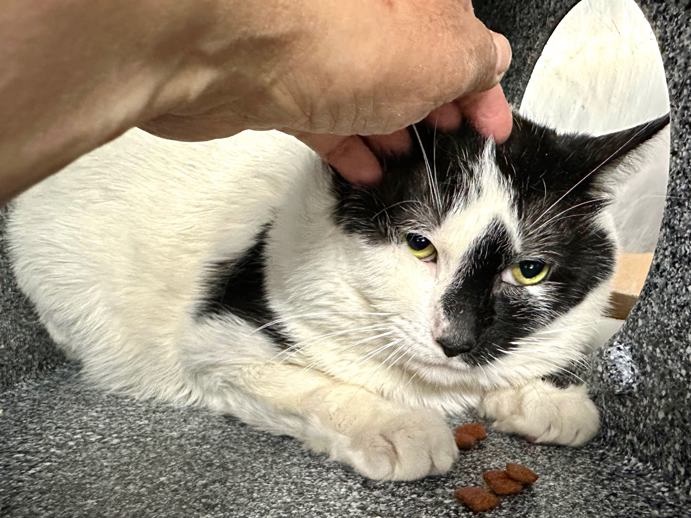 NYCDEATHROWCATS's tweet photo. THERE ARE 30 ANIMALS ( 11 CATS &amp; 19 DOGS)  AT RISK FOR TUESDAY 01/14/25 DEADLINE IS NOON. PLEASE SHARE, FOSTER, ADOPT, TAG FRIENDS, POST TO SOCIAL MEDIA SITES, PLEDGE TO  HELP SAVE THEIR LIVES. NEW PHOTOS. https://t.co/Rt2PL8RIF6 https://t.co/ofKQ7xaTrW