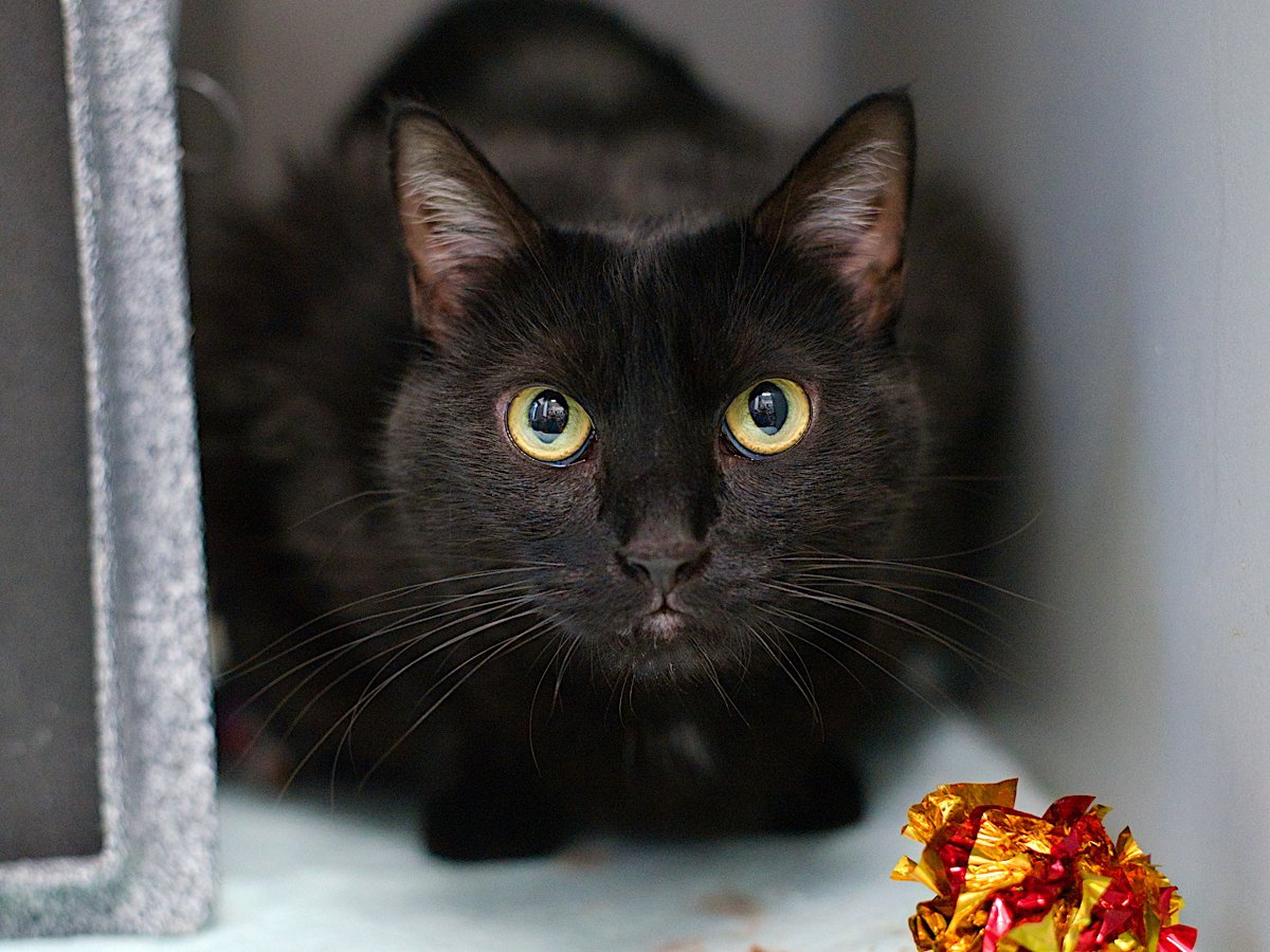 NYCDEATHROWCATS's tweet photo. THERE ARE 30 ANIMALS ( 11 CATS &amp; 19 DOGS)  AT RISK FOR TUESDAY 01/14/25 DEADLINE IS NOON. PLEASE SHARE, FOSTER, ADOPT, TAG FRIENDS, POST TO SOCIAL MEDIA SITES, PLEDGE TO  HELP SAVE THEIR LIVES. NEW PHOTOS. https://t.co/Rt2PL8RIF6 https://t.co/ofKQ7xaTrW